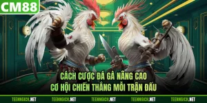 Cách Cược Đá Gà Nâng Cao Cơ Hội Chiến Thắng Mỗi Trận Đấu