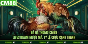 Đá Gà Thomo CM88 - Livestream Mượt Mà, Tỷ Lệ Cược Cạnh Tranh